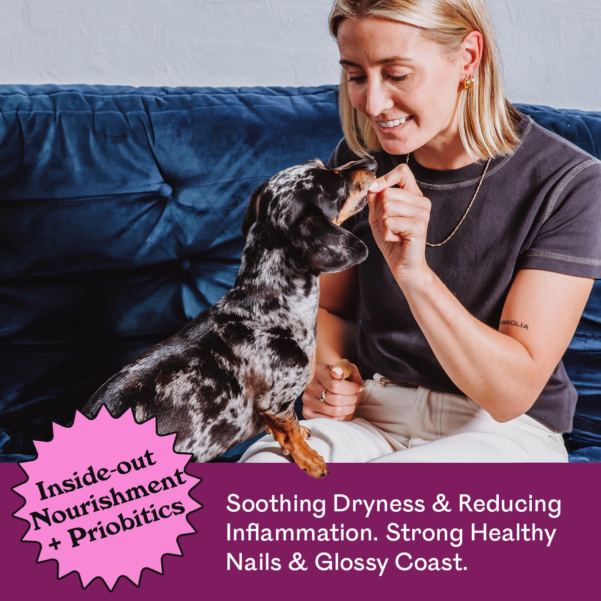 Dachshund sitting up on blue velvet sofa taking Eureka Pet Co Skin & Coat + Nails treat from owner's hand, inside-out nourishment and probiotics, soothing dryness and reducing inflammation, strong healthy nails and glossy coat