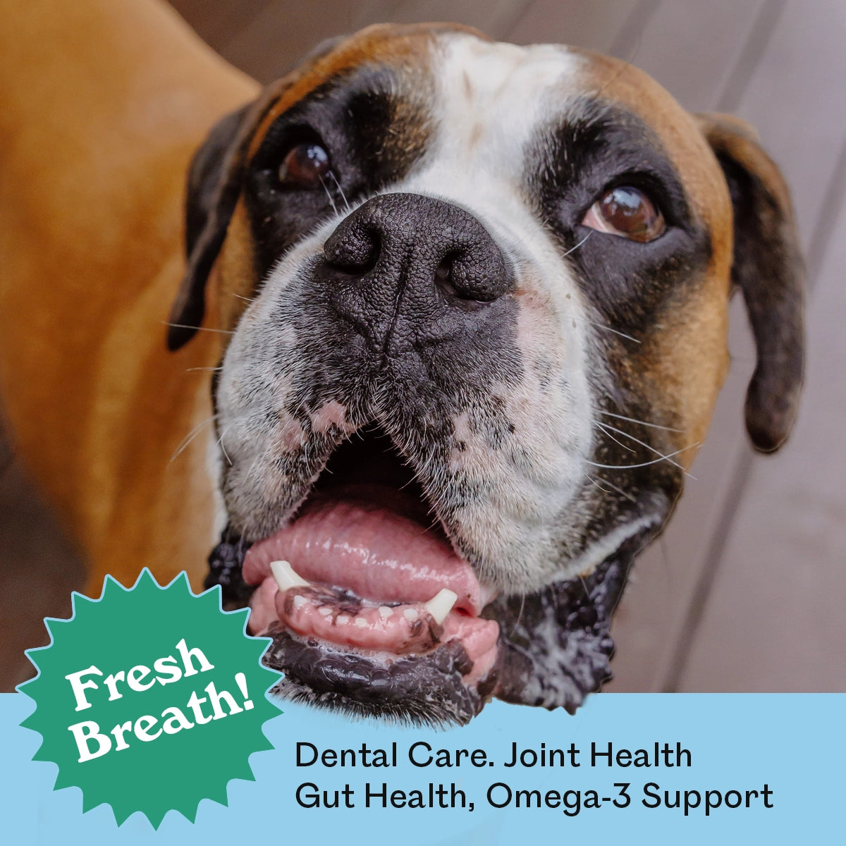 Close-up of a happy Boxer dog with mouth open eating Eureka Pet Co. The Brea
