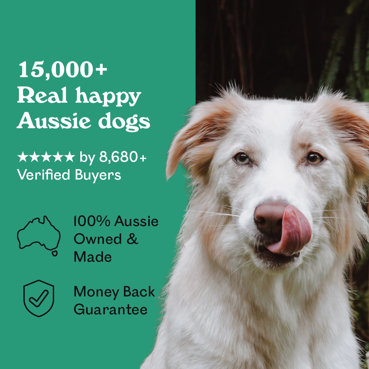 Red and white Border Collie licking lips beside Eureka Pet Co. The Breath Freshener — 5-star rated by over 8,680 verified buyers, 100% Australian owned and made with a money back guarantee