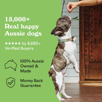 Brindle French Bulldog named Wilbur standing on hind legs reaching for an Eureka Pet Co. Wild Venison Chew — 5-star rated by over 8,680 verified buyers, 100% Australian owned and made with a money back guarantee