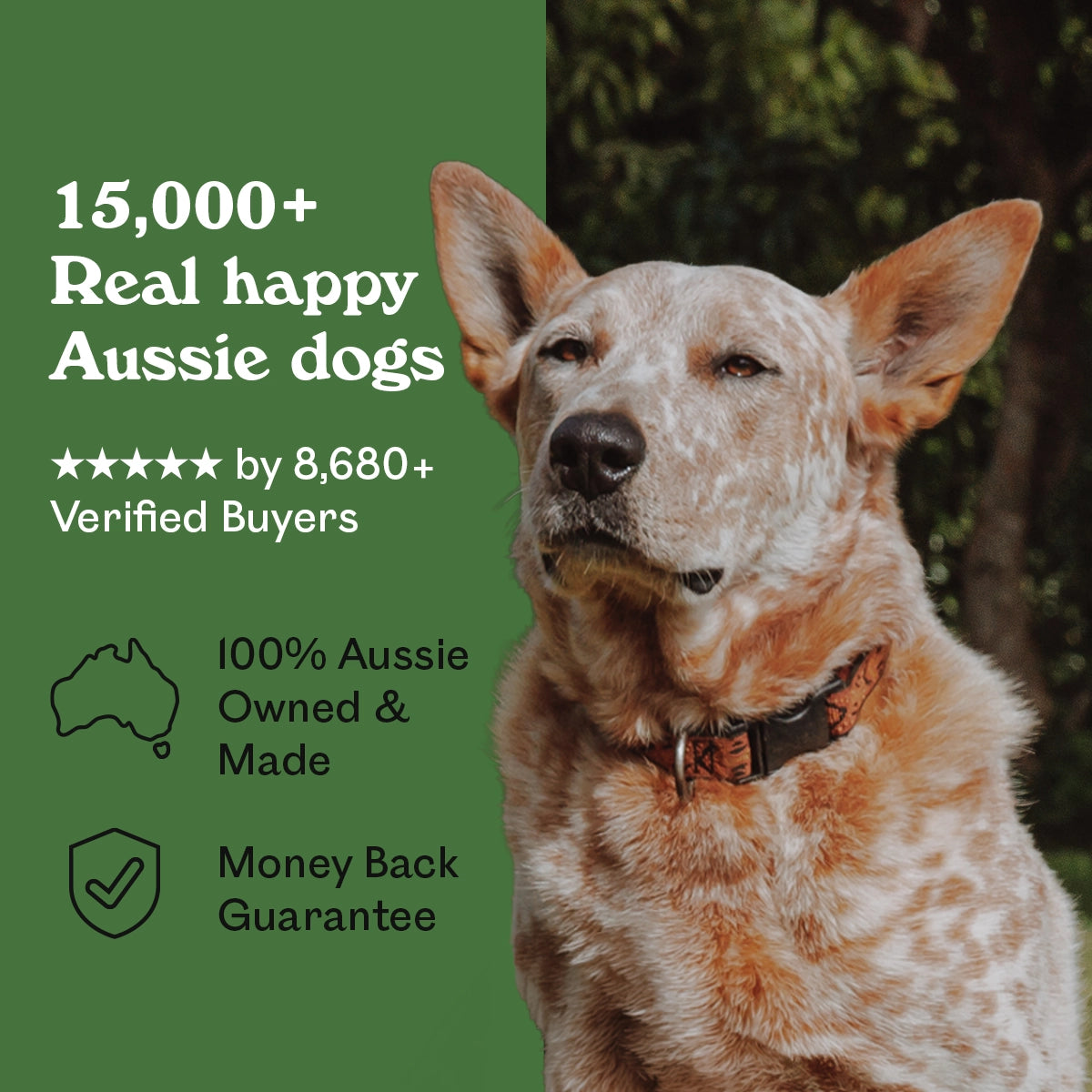 Handsome Red Heeler dog beside Eureka Pet Co. Wild Venison Jerky — 5-star rated by over 8,680 verified buyers, 100% Australian owned and made with a money back guarantee