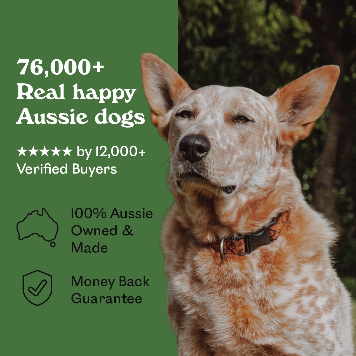 A dog portrait listing graphic featuring a red-and-white speckled Aussie dog on the right and marketing text on a green background on the left. The text reads: '76,000+ Real happy Aussie dogs', '***** by 12,000+ Verified Buyers', '100% Aussie Owned & Made', and 'Money Back Guarantee'.