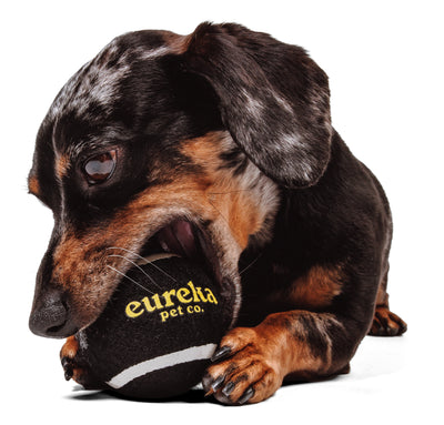 Speckled dachshund chewing on black Eureka tennis ball