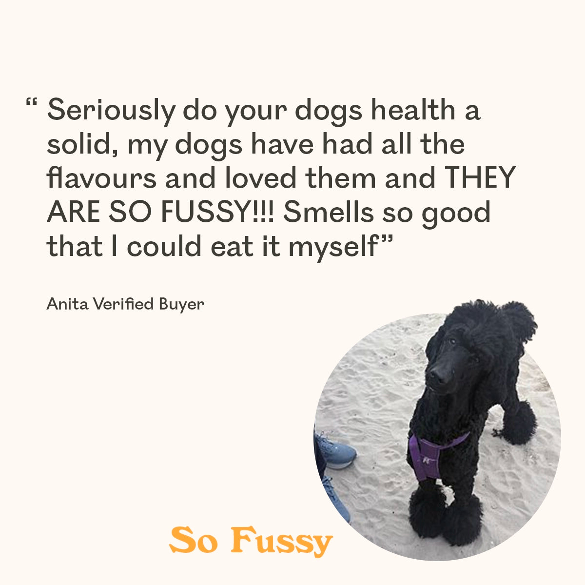 Large quote about dogs on a cream background and a circular inset photo of a black poodle dog wearing a purple harness on sand. The text reads, “Seriously do your dogs health a solid, my dogs have had all the flavours and loved them and THEY ARE SO FUSSY!!! Smells so good that I could eat it myself,” with “Anita Verified Buyer” and “So Fussy” in orange.