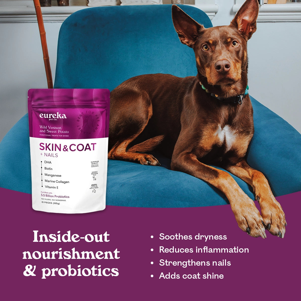 Kelpie sitting on a blue velvet chair, next to a bag of Eureka Pet Co Skin & Coat + Nails functional treats. Text reads inside-out nourishment and probiotics, soothes dryness, reduces inflammation, strengthens nails, adds coat shine