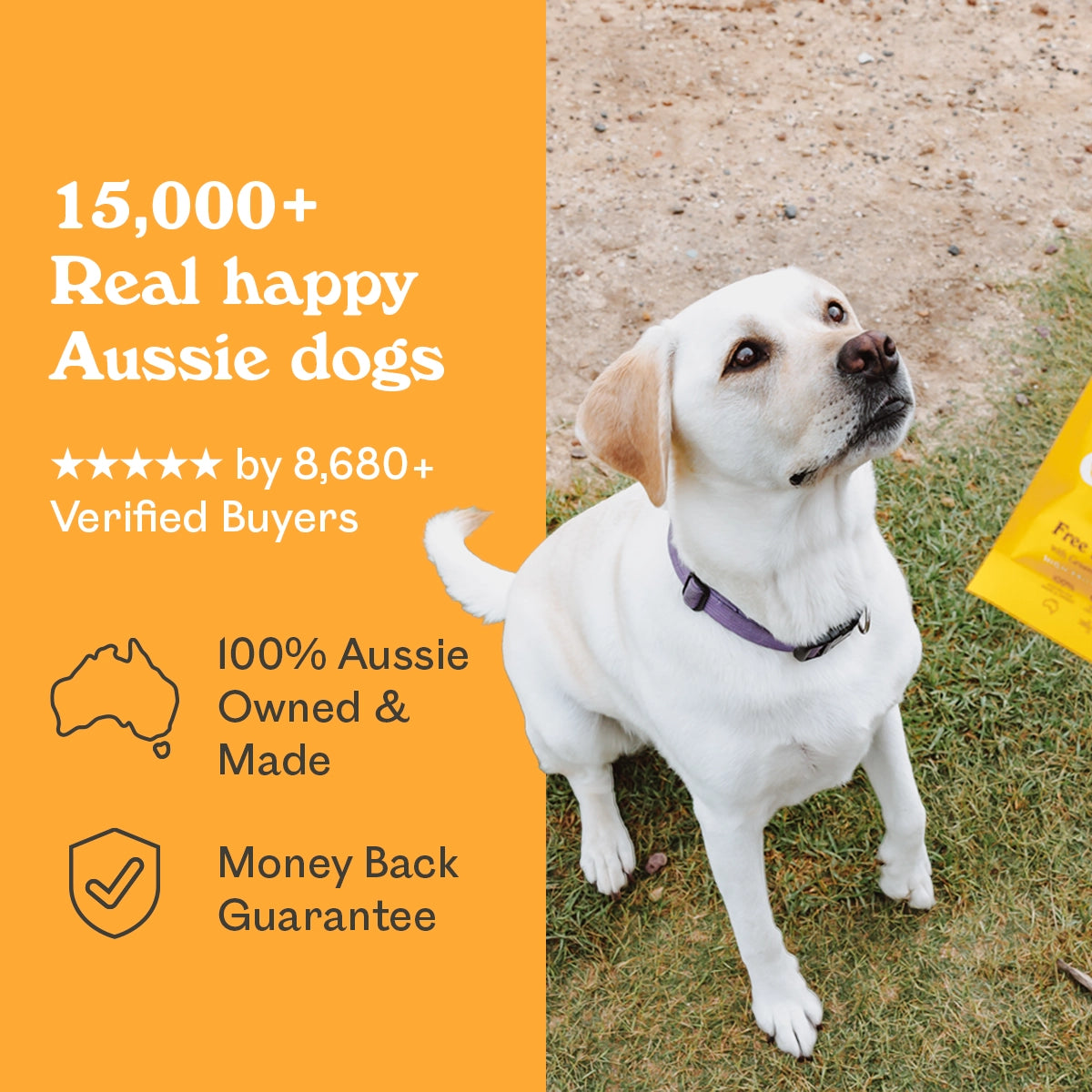 Yellow Labrador sitting attentively outdoors beside Eureka Pet Co. Wild Boar & Free Range Chicken air-dried dog food — 5-star rated by over 8,680 verified buyers, 100% Australian owned and made with a money back guarantee