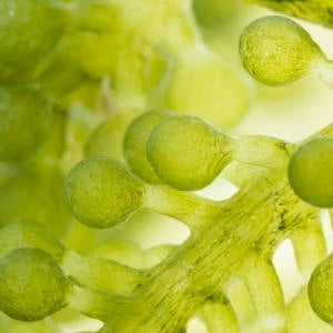 Marine Algae Oil