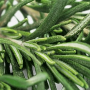 Rosemary Extract