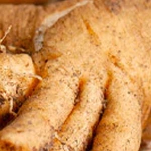 Chicory Root