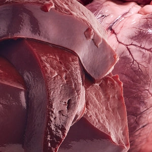 Wild Boar Organs & Bone