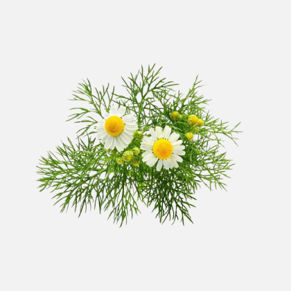 Chamomile Extract (234mg)