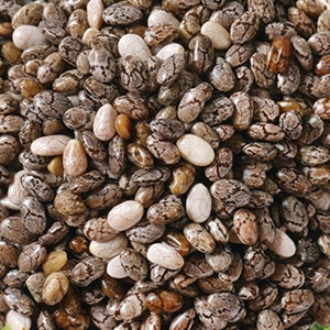 Chia Seed