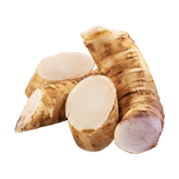 Chicory Root