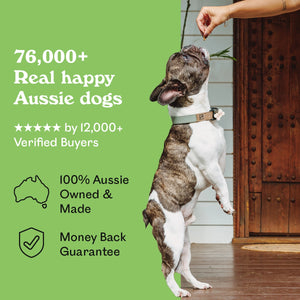 Brindle French Bulldog named Wilbur standing on hind legs reaching for an Eureka Pet Co. Wild Venison Chew — 5-star rated by over 12,00 verified buyers, 100% Australian owned and made with a money back guarantee