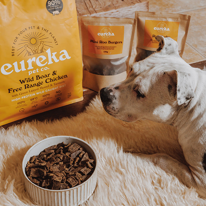 Dog eyeing a bowl of Eureka Wild Boar & Free Range Chicken dog food with packages of dog treats.