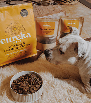 Dog eyeing a bowl of Eureka Wild Boar & Free Range Chicken dog food with packages of dog treats.