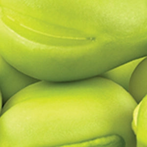 Faba Beans