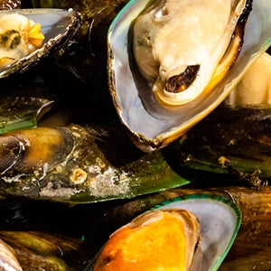 Green Lipped Mussel