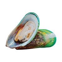 Green Lipped Mussel