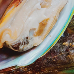 Green Lipped Mussel