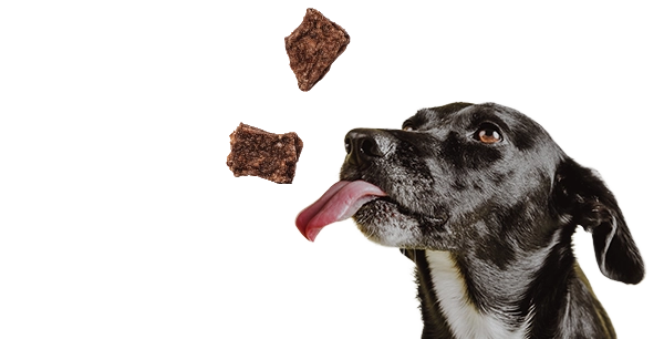 Dog with ingredients