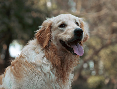 Happy golden retriever with tongue out enjoying the outdoors.