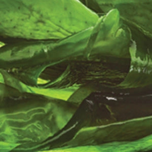 Organic Kelp