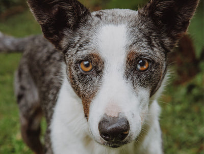 Close-up of a curious dog with distinctive eyes.