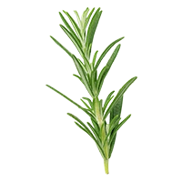 Rosemary Extract