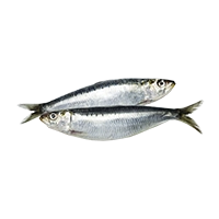 Wild-caught Sardines