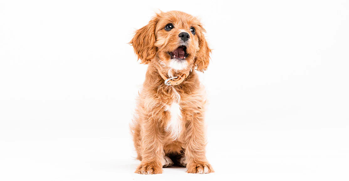 Young Cavoodle showing it's puppy teeth.