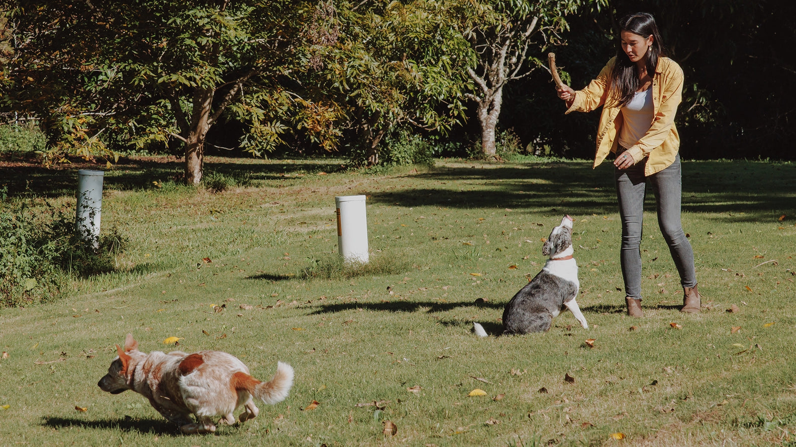 Cattle dogs playing fetch with a stick in a field.