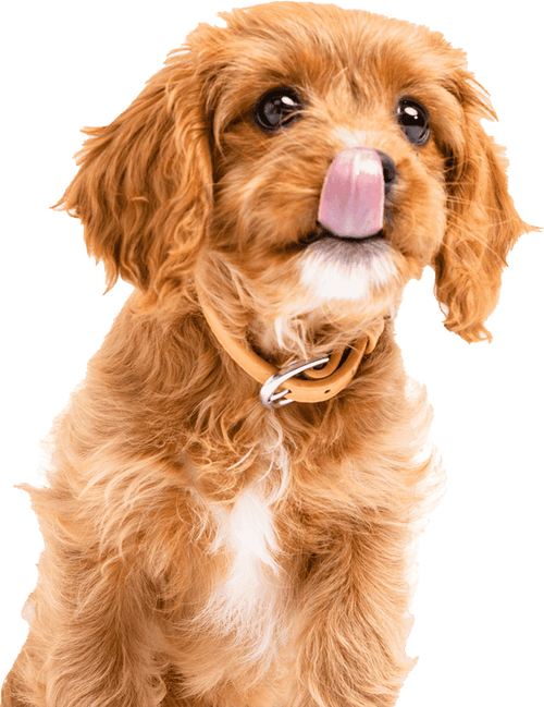 Adorable brown puppy licking nose with a hungry expression.